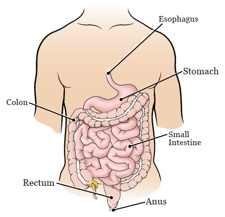 Figura 1. El aparato digestivo