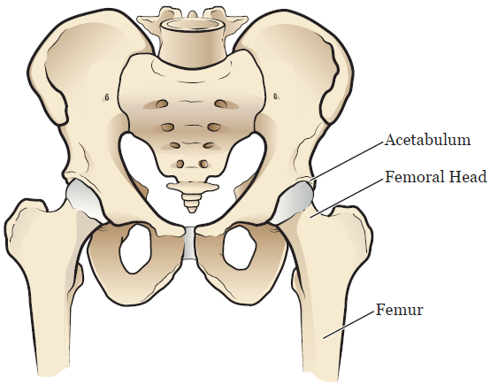 Figure 1. Your hip anatomy
