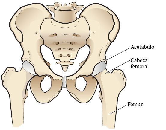 Figura 1. La anatomía de la cadera