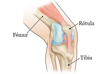 Figura 1. Partes de la rodilla