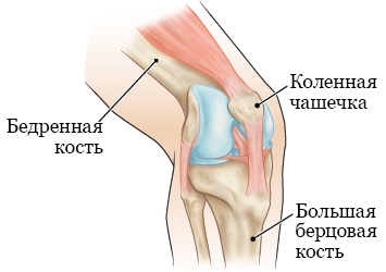Рисунок 1.  Части коленного сустава