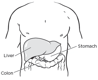 Figure 1. Your liver