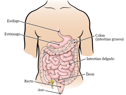 Figura 1. El sistema digestivo
