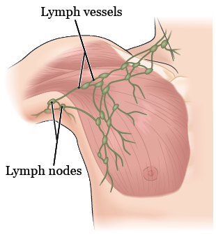 Рисунок 1.  Лимфатическая система в груди и в области подмышки