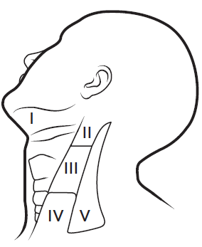 Figure 1. Levels of lymph nodes
