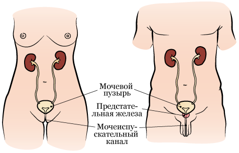 Где Находится Мочеиспускательный Канал У Женщин Фото