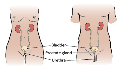 Figura&nbsp;2 (izquierda)&nbsp;y&nbsp;Figura&nbsp;3 (derecha). Sistema urinario femenino (izquierda) y masculino (derecha)