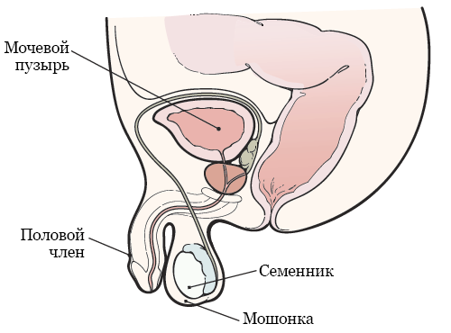 Рисунок 1.  Ваша репродуктивная система