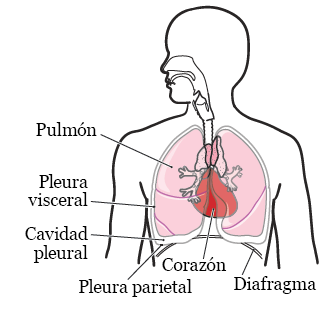 Figura 1. Los pulmones y la cavidad torácica