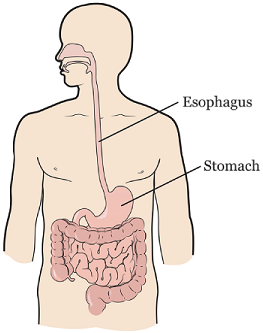 Figure 1. Your esophagus