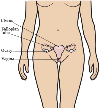 Figure 2. Your gynecologic system