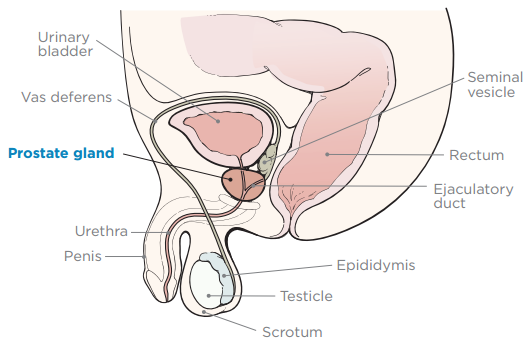 Obrázek 1. Mužský reprodukční systém