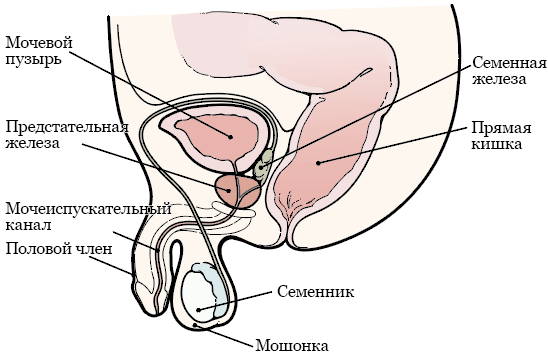 Рисунок 1.  Предстательная железа и окружающие органы