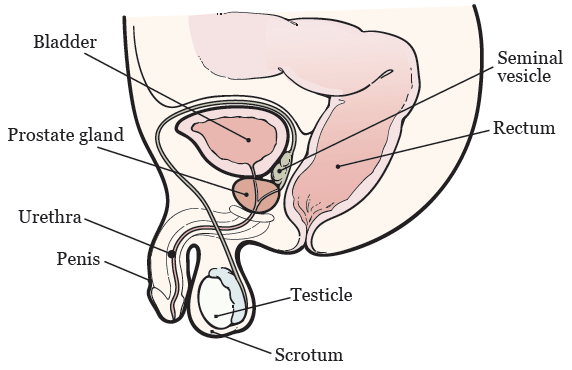 pour scrotum prostat