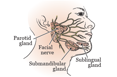 Figure 1. Parotid, submandibular, and sublingual salivary glands