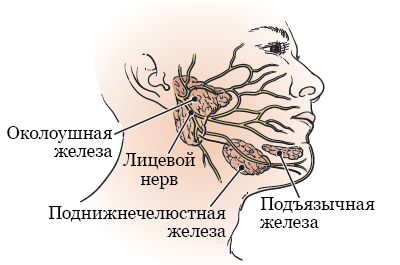 Рисунок 1.  Околоушные, поднижнечелюстные и подъязычные слюнные железы