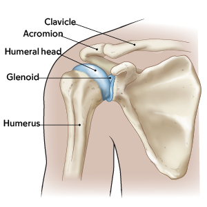 Figura 1. Anatomía del hombro