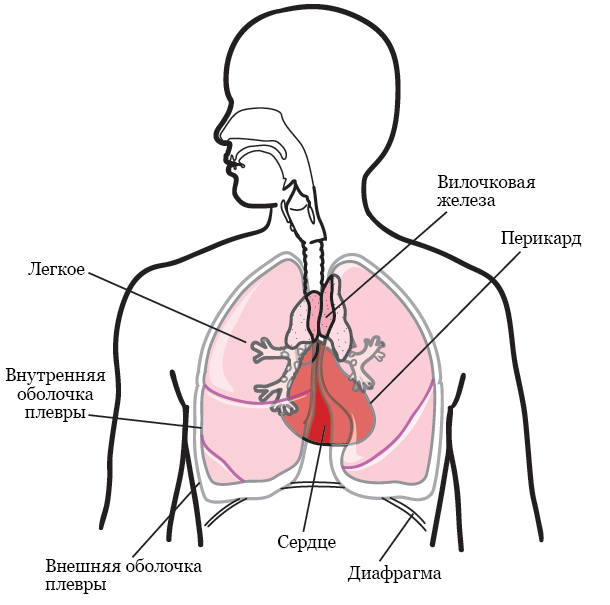 Рисунок 1.  Грудная клетка