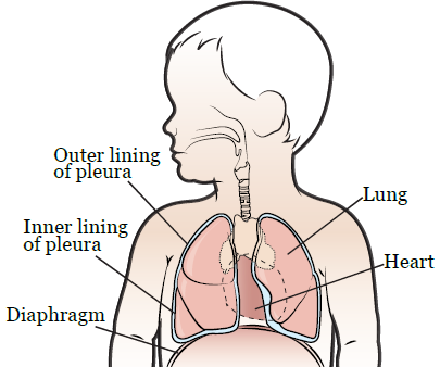 Figure 1. Your thorax