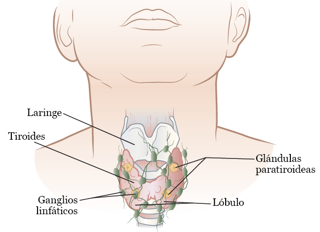 Figura 1. La glándula tiroidea