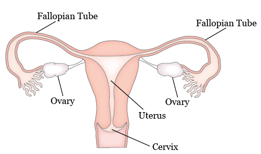 Figure 1. Your gynecological system