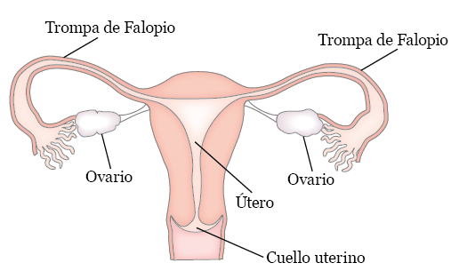 Figura 1. El aparato reproductor femenino