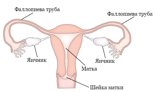 Рисунок 1.  Репродуктивная система
