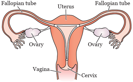 Figure 1. Your uterus