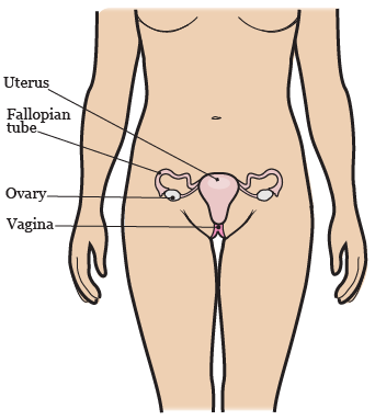 Figure 3. Your gynecologic system