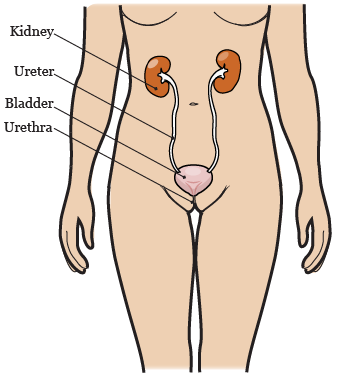 Figure 1. Your urinary system