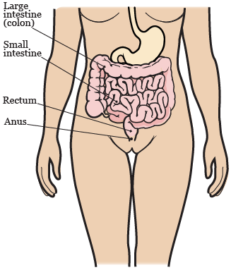 Figura 2. El aparato digestivo