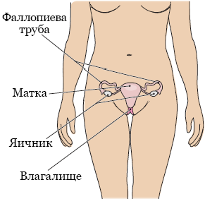 Рисунок 3. Гинекологическая система