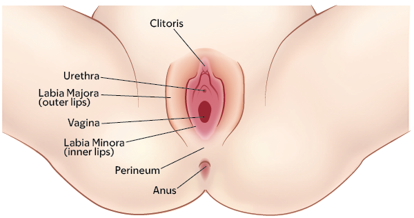 Figure 1. Your vulva