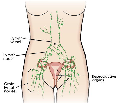 Figure 4. Your lymphatic system