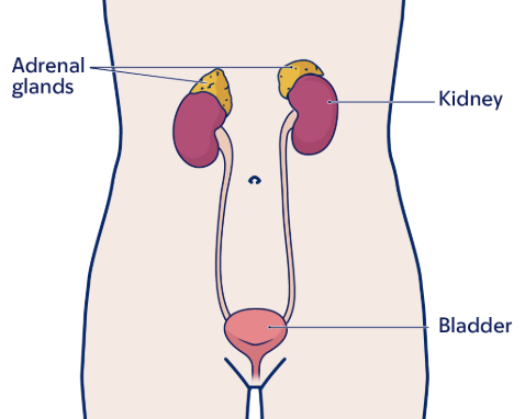 Torso humano que muestra la vejiga, los riñones y las glándulas suprarrenales encima de los riñones