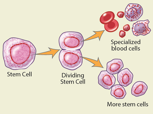 Рисунок 1.  Стволовые клетки делятся и изменяются, превращаясь в клетки крови различных видов. 