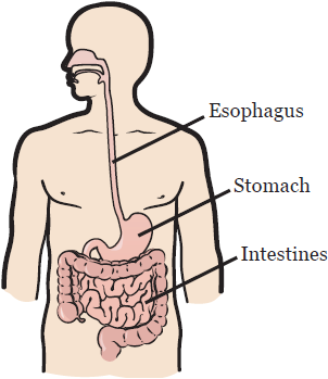Figure 1. Digestive system anatomy