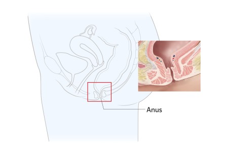 Figure 1. Anatomy of the anus