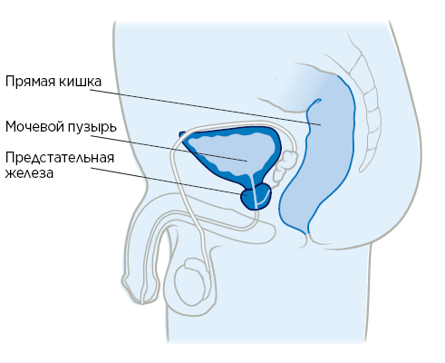 Рисунок 1.  Анатомия предстательной железы 