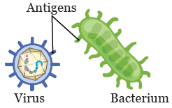 Figure 1. Antigens on a virus and bacterium