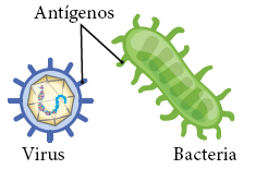 Figura 1. Antígenos en un virus y una bacteria