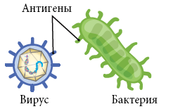 Рисунок 1.  Антиген на вирусе и бактерии