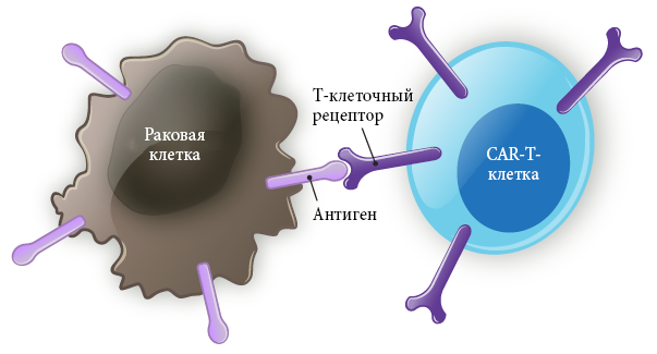 Рисунок 2.  Связывание CAR-Т-клетки с раковой клеткой