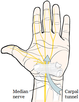 Figure 1. Carpal tunnel