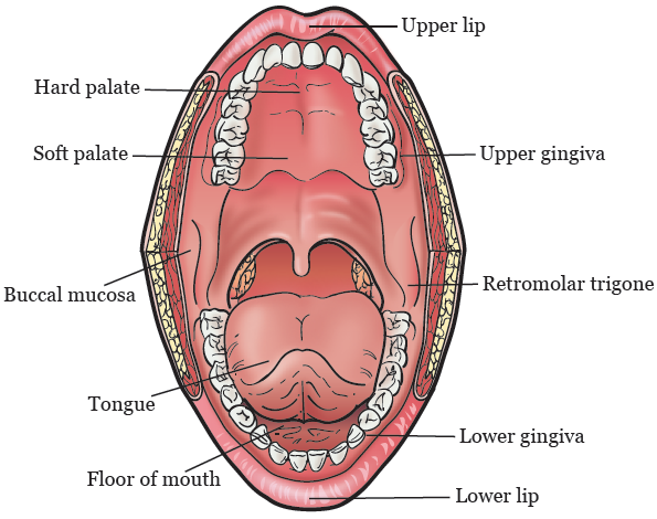 Figure 1. Your oral cavity