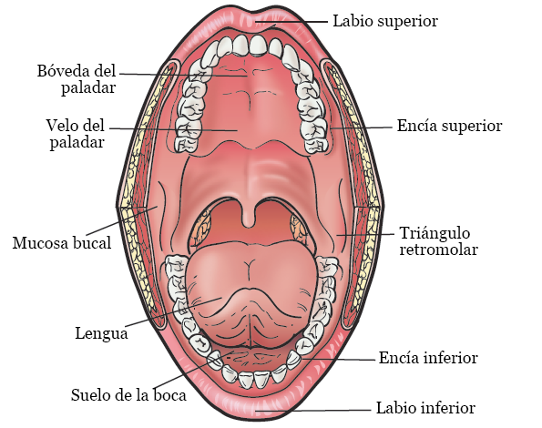 Figura 1. La boca