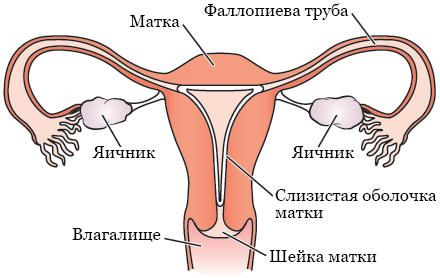 Рисунок 1.  Женская репродуктивная система