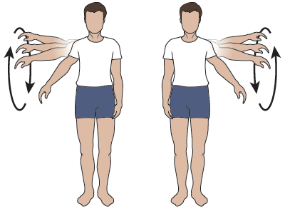 Figura 3. Círculos con los brazos hacia atrás sin restricción de amplitud de movimiento
