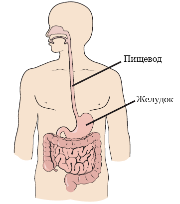 Рисунок 1.  Пищевод и желудок человека