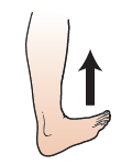 Figura 14. Apuntar los dedos de los pies hacia arriba